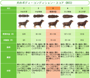 チワワの老犬が食べない理由を徹底解説 食欲アップの法則教えます チワワの寿命を３年延ばす 愛するチワワけんこうガイドブック