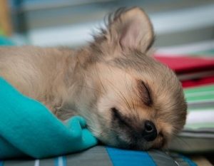 チワワの子犬が餌を食べない 食欲を戻すとっておきの方法教えます チワワの寿命を３年延ばす 愛するチワワけんこうガイドブック