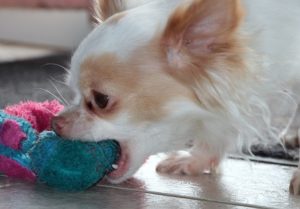 チワワの老犬が食べない理由を徹底解説 食欲アップの法則教えます チワワの寿命を３年延ばす 愛するチワワけんこうガイドブック